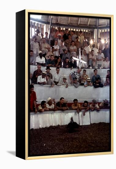 February 11, 1957: Tourists Watching a Cockfight at the Nacional Cockpit in Havana, Cuba-Ralph Morse-Framed Premier Image Canvas