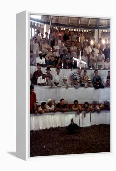 February 11, 1957: Tourists Watching a Cockfight at the Nacional Cockpit in Havana, Cuba-Ralph Morse-Framed Premier Image Canvas