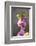 February Daphne, Daphne Mezereum, Blossoms, Detail-David & Micha Sheldon-Framed Photographic Print