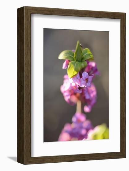 February Daphne, Daphne Mezereum, Blossoms, Detail-David & Micha Sheldon-Framed Photographic Print