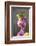 February Daphne, Daphne Mezereum, Blossoms, Detail-David & Micha Sheldon-Framed Photographic Print