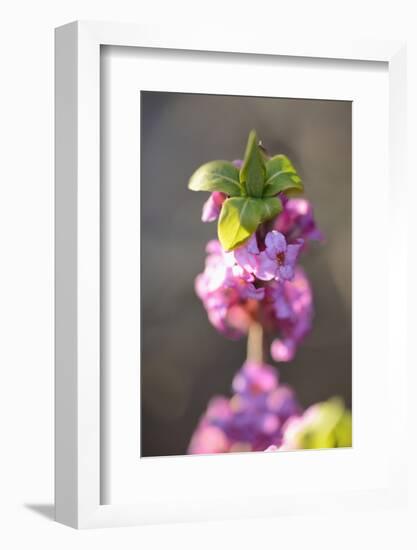 February Daphne, Daphne Mezereum, Blossoms, Detail-David & Micha Sheldon-Framed Photographic Print