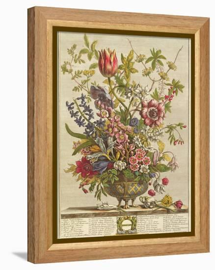 February, from 'Twelve Months of Flowers' by Robert Furber (C.1674-1756) Engraved by Henry Fletcher-Pieter Casteels-Framed Premier Image Canvas