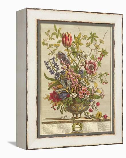 February, from 'Twelve Months of Flowers' by Robert Furber (C.1674-1756) Engraved by Henry Fletcher-Pieter Casteels-Framed Premier Image Canvas