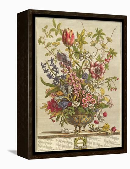 February, from 'Twelve Months of Flowers' by Robert Furber (C.1674-1756) Engraved by Henry Fletcher-Pieter Casteels-Framed Premier Image Canvas