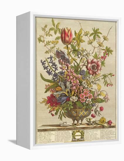 February, from 'Twelve Months of Flowers' by Robert Furber (C.1674-1756) Engraved by Henry Fletcher-Pieter Casteels-Framed Premier Image Canvas