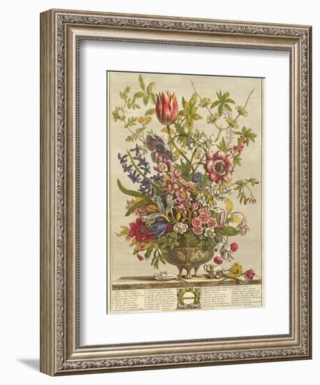 February, from 'Twelve Months of Flowers' by Robert Furber (C.1674-1756) Engraved by Henry Fletcher-Pieter Casteels-Framed Giclee Print