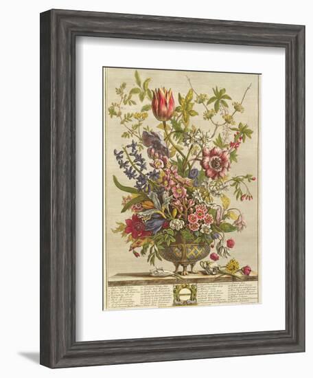 February, from 'Twelve Months of Flowers' by Robert Furber (C.1674-1756) Engraved by Henry Fletcher-Pieter Casteels-Framed Giclee Print