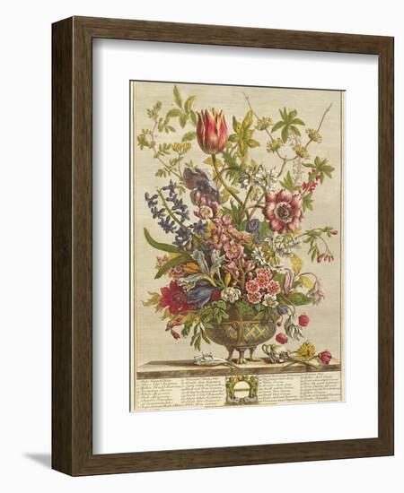 February, from 'Twelve Months of Flowers' by Robert Furber (C.1674-1756) Engraved by Henry Fletcher-Pieter Casteels-Framed Giclee Print