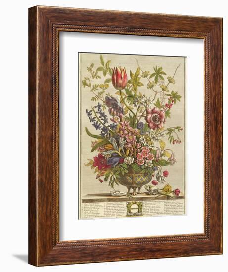 February, from 'Twelve Months of Flowers' by Robert Furber (C.1674-1756) Engraved by Henry Fletcher-Pieter Casteels-Framed Giclee Print