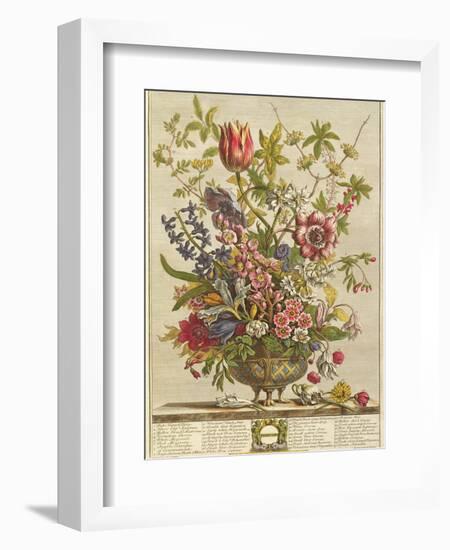 February, from 'Twelve Months of Flowers' by Robert Furber (C.1674-1756) Engraved by Henry Fletcher-Pieter Casteels-Framed Giclee Print