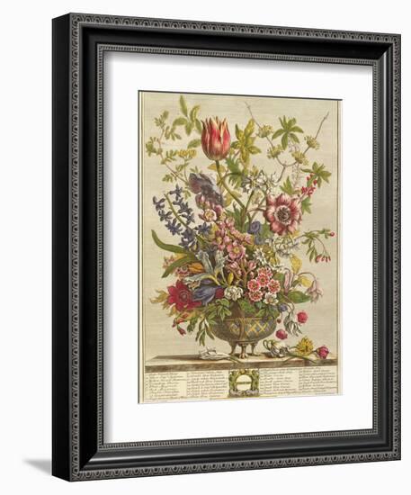 February, from 'Twelve Months of Flowers' by Robert Furber (C.1674-1756) Engraved by Henry Fletcher-Pieter Casteels-Framed Giclee Print