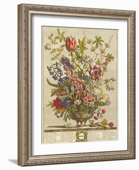 February, from 'Twelve Months of Flowers' by Robert Furber (C.1674-1756) Engraved by Henry Fletcher-Pieter Casteels-Framed Giclee Print