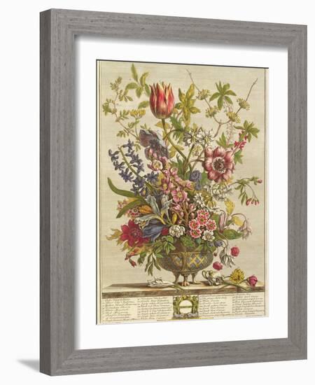 February, from 'Twelve Months of Flowers' by Robert Furber (C.1674-1756) Engraved by Henry Fletcher-Pieter Casteels-Framed Giclee Print