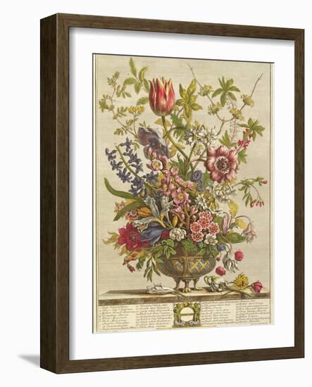 February, from 'Twelve Months of Flowers' by Robert Furber (C.1674-1756) Engraved by Henry Fletcher-Pieter Casteels-Framed Giclee Print