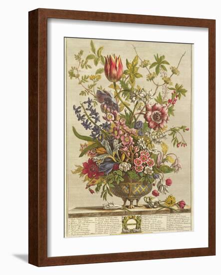February, from 'Twelve Months of Flowers' by Robert Furber (C.1674-1756) Engraved by Henry Fletcher-Pieter Casteels-Framed Giclee Print