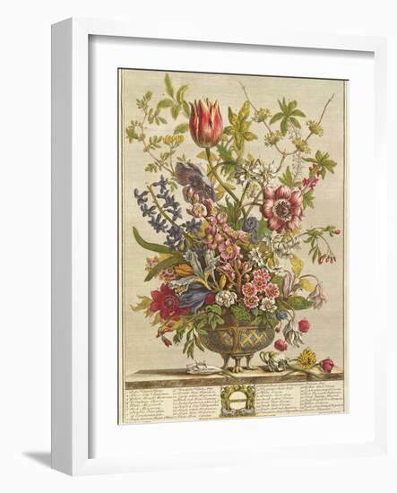 February, from 'Twelve Months of Flowers' by Robert Furber (C.1674-1756) Engraved by Henry Fletcher-Pieter Casteels-Framed Giclee Print