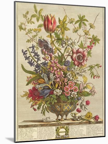 February, from 'Twelve Months of Flowers' by Robert Furber (C.1674-1756) Engraved by Henry Fletcher-Pieter Casteels-Mounted Giclee Print