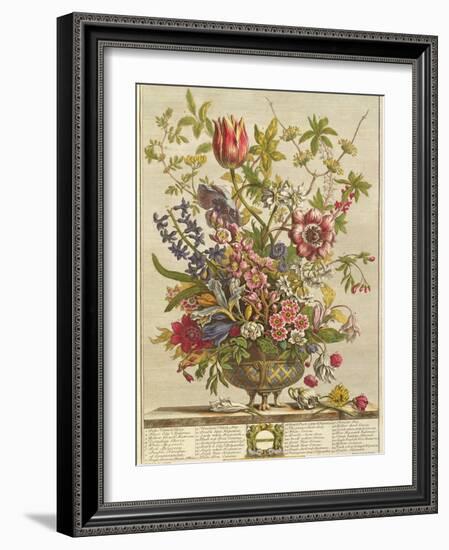 February, from 'Twelve Months of Flowers' by Robert Furber (C.1674-1756) Engraved by Henry Fletcher-Pieter Casteels-Framed Giclee Print