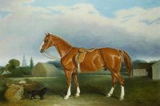 The Racehorse 'The Colonel' with William Scott Up-Federico Ballesio-Giclee Print