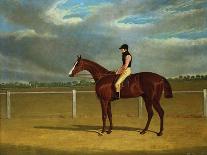 The Racehorse 'The Colonel' with William Scott Up-Federico Ballesio-Giclee Print