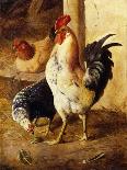 A Cockerel and Chickens in a Farmyard-Federico Jimenez Fernandez-Laminated Giclee Print