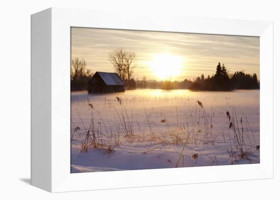 Federsee Nature Reserve at Sunset in Winter-Markus-Framed Premier Image Canvas