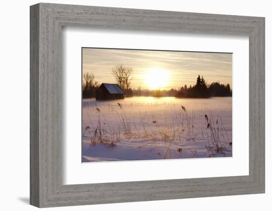 Federsee Nature Reserve at Sunset in Winter-Markus-Framed Photographic Print