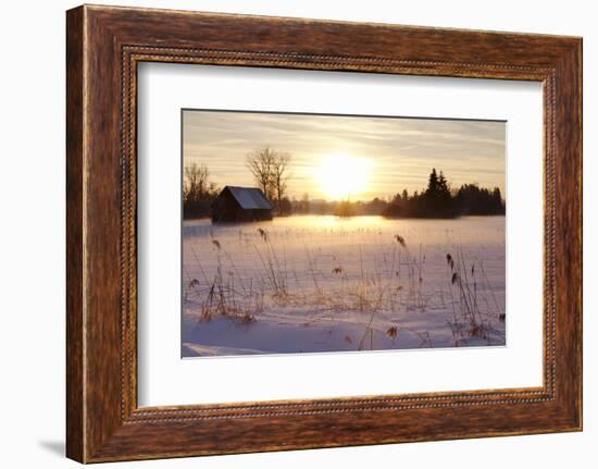 Federsee Nature Reserve at Sunset in Winter-Markus-Framed Photographic Print