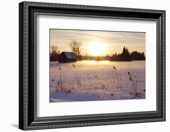 Federsee Nature Reserve at Sunset in Winter-Markus-Framed Photographic Print