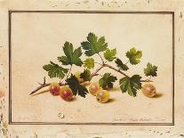 Red and White Currants, 1818-Fedor Petrovich Tolstoy-Giclee Print