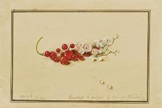 Gooseberries, 1818-Fedor Petrovich Tolstoy-Giclee Print