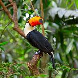 Colorful Tucan in the Wild-Fedor Selivanov-Photographic Print