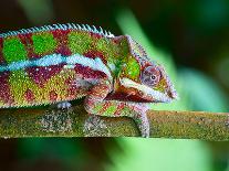 Green Chameleon on the Green Grass-Fedor Selivanov-Framed Photographic Print