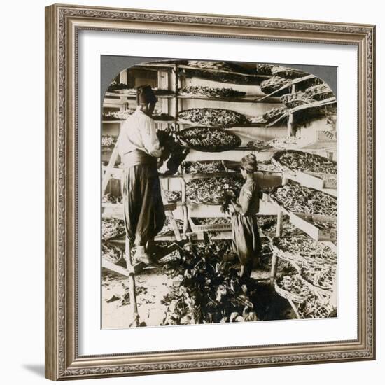 Feeding Silk Worms their Breakfast of Mulberry Leaves, Lebanon Mountains, Syria, 1900s-Underwood & Underwood-Framed Giclee Print