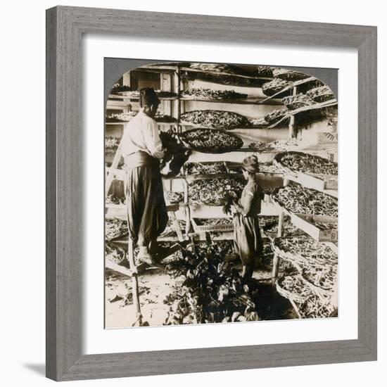 Feeding Silk Worms their Breakfast of Mulberry Leaves, Lebanon Mountains, Syria, 1900s-Underwood & Underwood-Framed Giclee Print