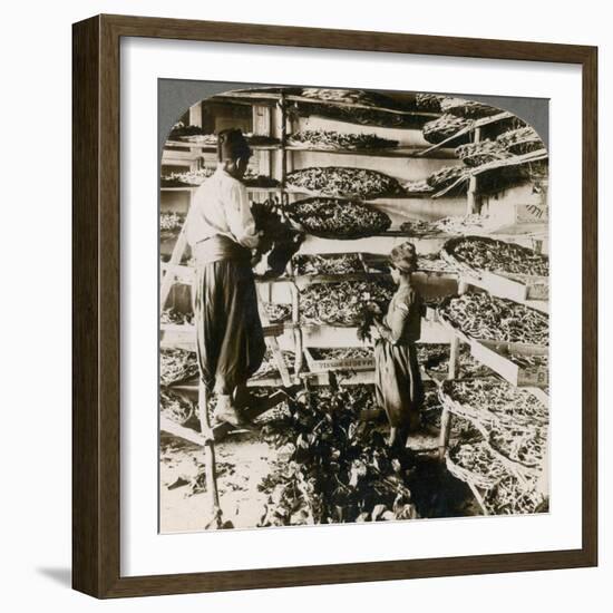 Feeding Silk Worms their Breakfast of Mulberry Leaves, Lebanon Mountains, Syria, 1900s-Underwood & Underwood-Framed Giclee Print