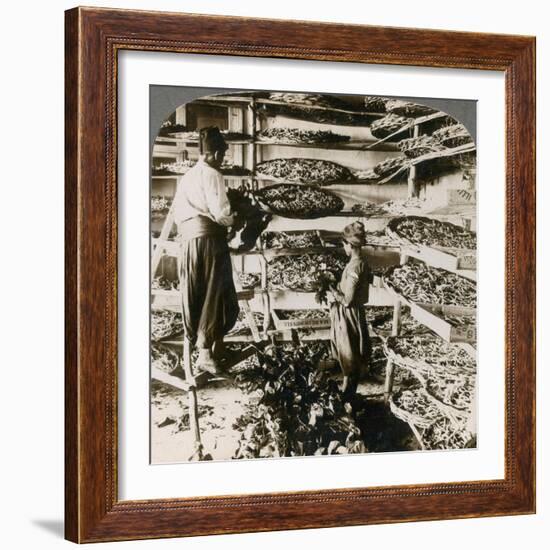 Feeding Silk Worms their Breakfast of Mulberry Leaves, Lebanon Mountains, Syria, 1900s-Underwood & Underwood-Framed Giclee Print