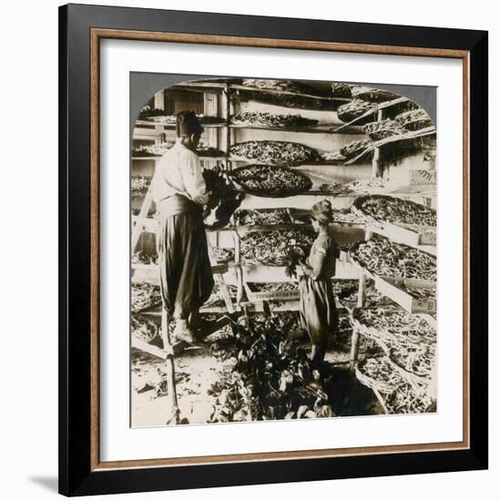 Feeding Silk Worms their Breakfast of Mulberry Leaves, Lebanon Mountains, Syria, 1900s-Underwood & Underwood-Framed Giclee Print