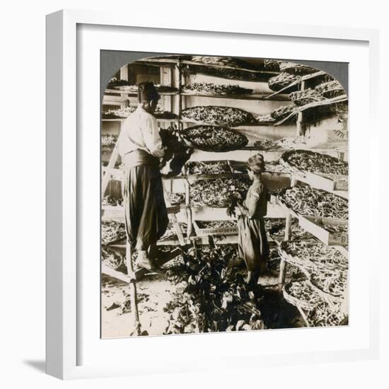 Feeding Silk Worms their Breakfast of Mulberry Leaves, Lebanon Mountains, Syria, 1900s-Underwood & Underwood-Framed Giclee Print