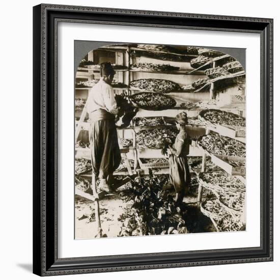 Feeding Silk Worms their Breakfast of Mulberry Leaves, Lebanon Mountains, Syria, 1900s-Underwood & Underwood-Framed Giclee Print