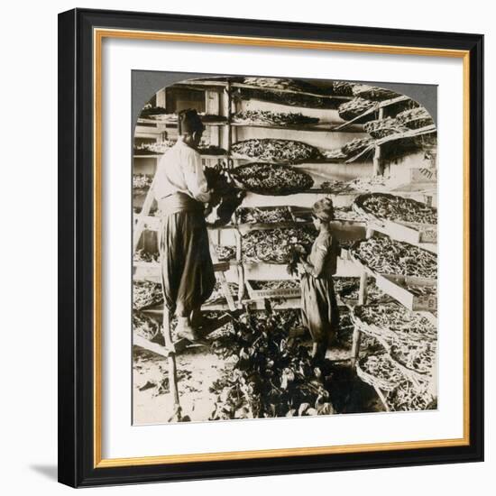 Feeding Silk Worms their Breakfast of Mulberry Leaves, Lebanon Mountains, Syria, 1900s-Underwood & Underwood-Framed Giclee Print