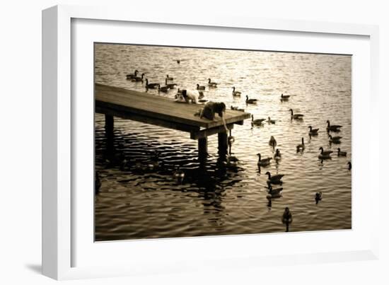 Feeding the Geese II-Alan Hausenflock-Framed Photographic Print