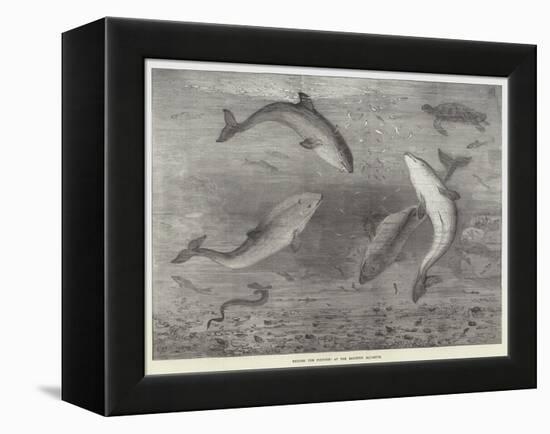 Feeding the Porpoises at the Brighton Aquarium-Samuel Read-Framed Premier Image Canvas