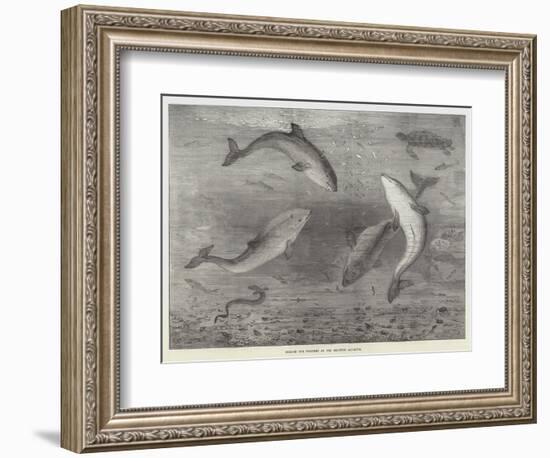 Feeding the Porpoises at the Brighton Aquarium-Samuel Read-Framed Giclee Print