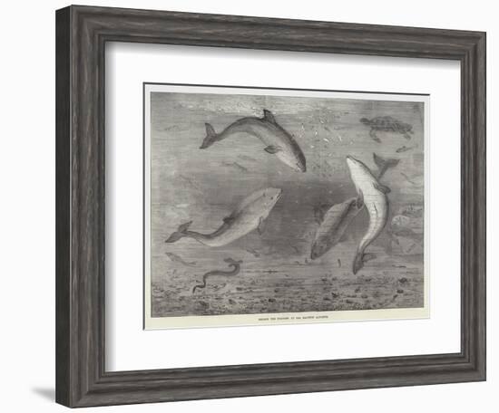 Feeding the Porpoises at the Brighton Aquarium-Samuel Read-Framed Giclee Print