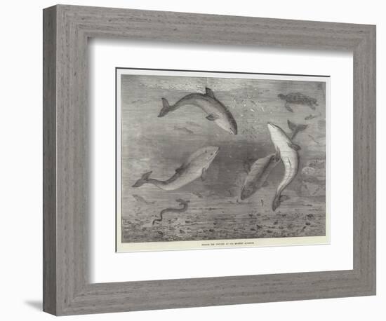 Feeding the Porpoises at the Brighton Aquarium-Samuel Read-Framed Giclee Print