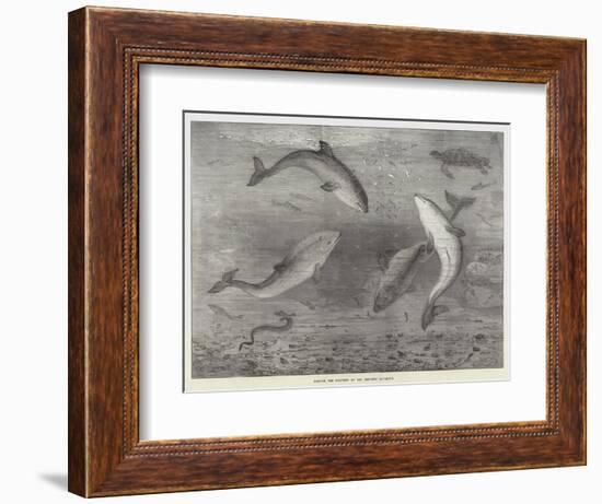 Feeding the Porpoises at the Brighton Aquarium-Samuel Read-Framed Giclee Print