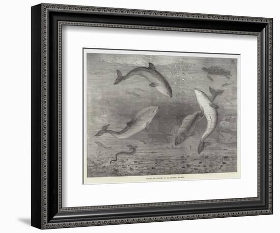 Feeding the Porpoises at the Brighton Aquarium-Samuel Read-Framed Giclee Print