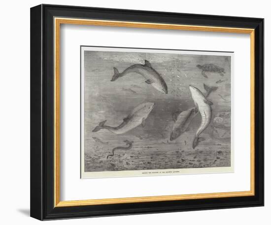 Feeding the Porpoises at the Brighton Aquarium-Samuel Read-Framed Giclee Print